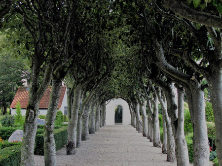 Billede af indgangssti med træer til Alslev Kirke